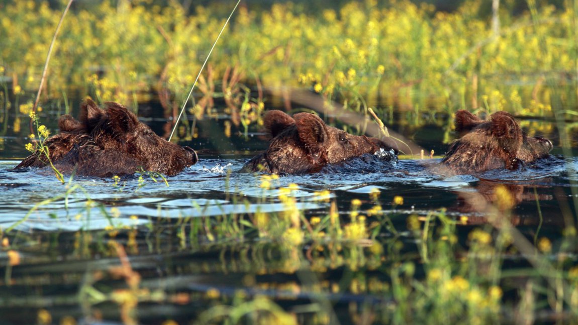 Slavonija - Baranja - Hrvatsko podunavlje